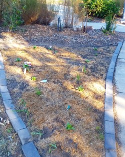 This little garden bed was planted out by Holiday Program children.